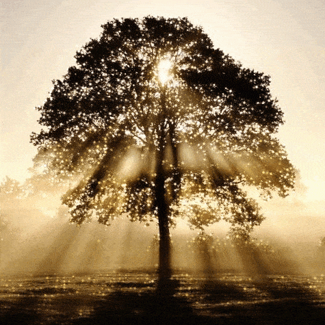 An Ereader can save trees